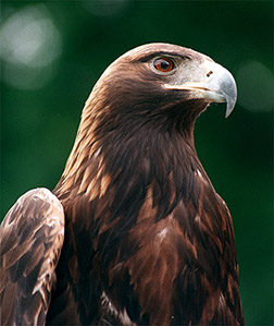 Aquila Reale