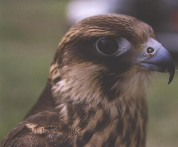 Ibrido PellegrinoXSacro (Falco peregrinusXcherrug)