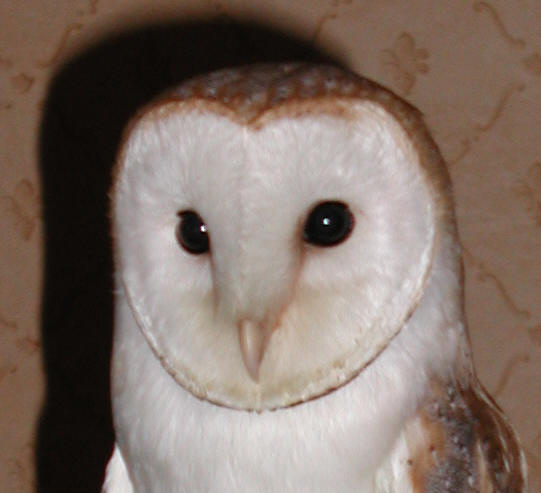Barbagianni (Tyto alba)