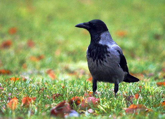 Cornacchia grigia (Corvus cornix)