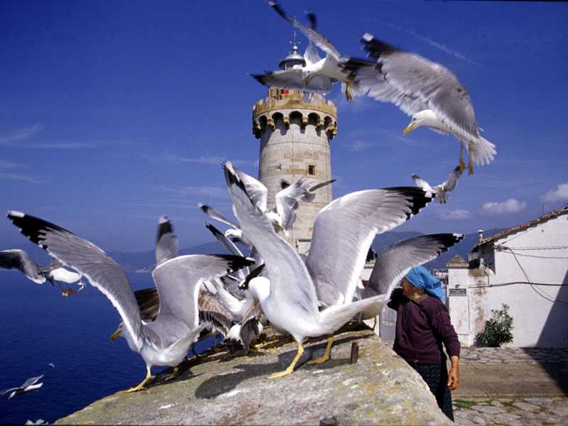 Gabbiano reale (Larus cachinnans)