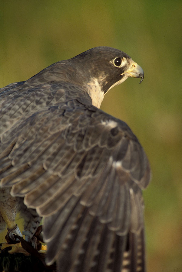 Falco pellegrino (Falco peregrinus anatum)